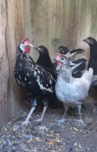 Espanhola cara de palhaço 