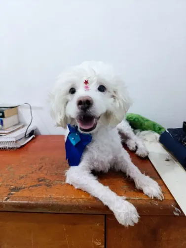 Poodle fêmea disponível pra venda