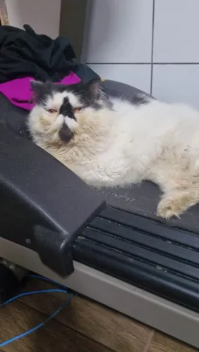 GATO PERSA MACHO