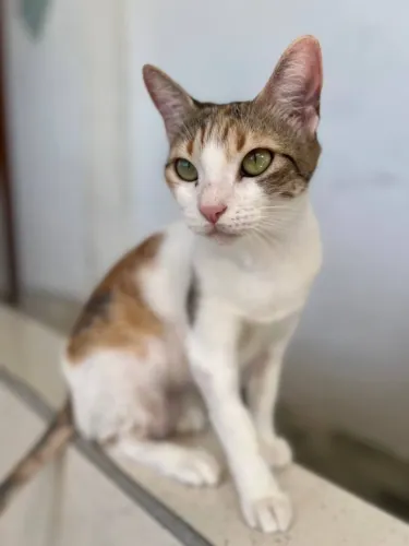 Doação de gatos