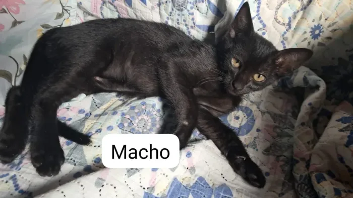 Gatinhos para adoção responsável
