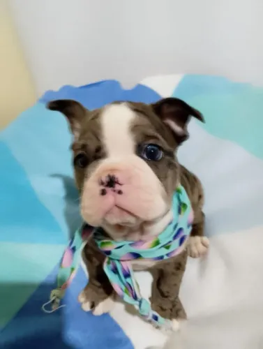 Bulldog francês macho