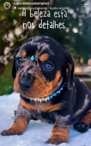 Filhotes raça Dachshund