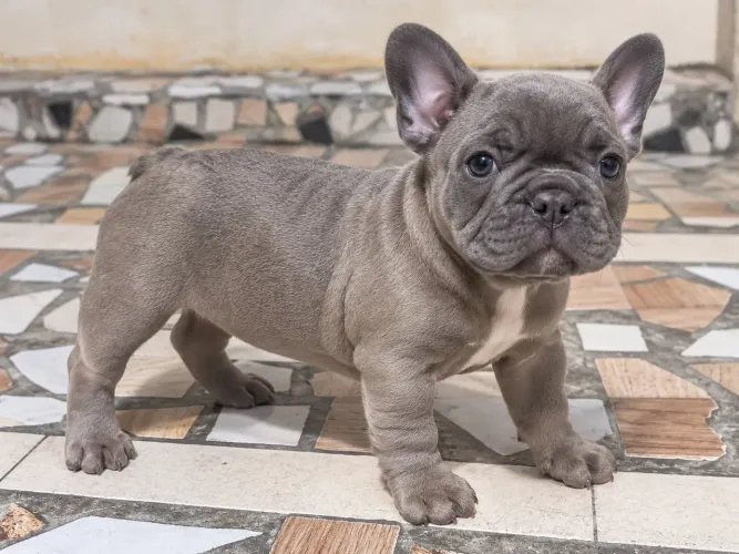 Bulldog francês fêmea Blue
