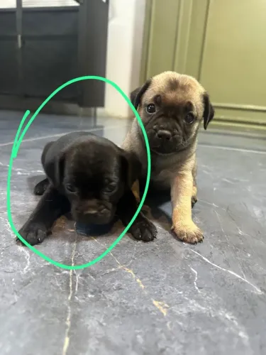 Vendo filhote de pug 