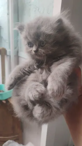 Vende filhotes de gato persa só machos 