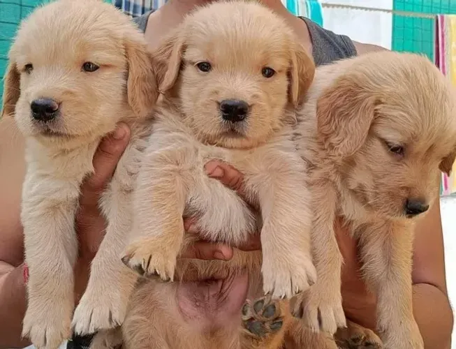 Golden retriever cheio de alegria