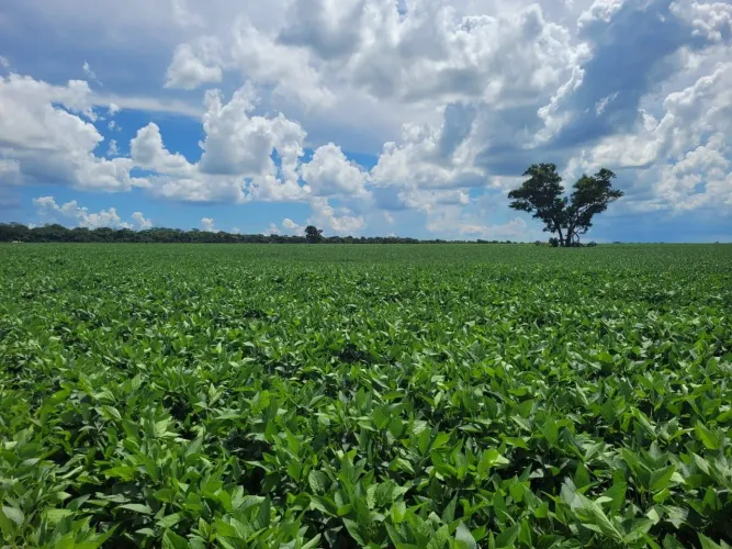 Fazenda Iguatemi Soja - 560 ha