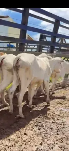 20 Bezerras Nelore em Alagoinhas Bahia.