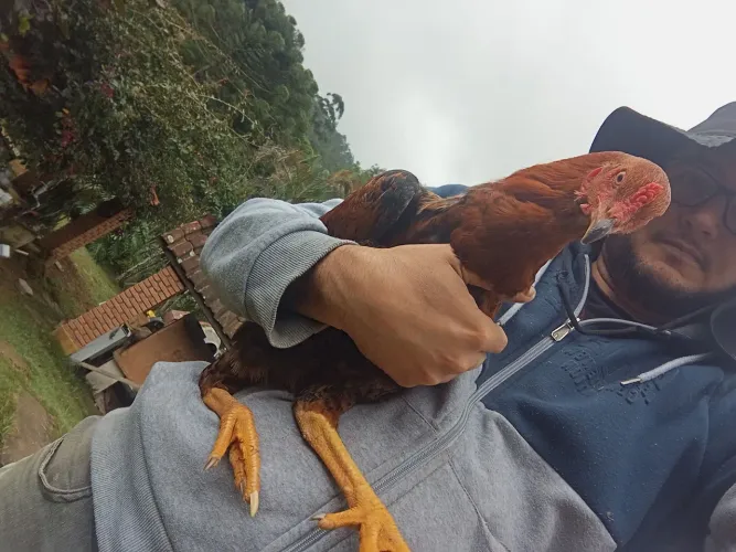 Galo frangotes Índio Gigante