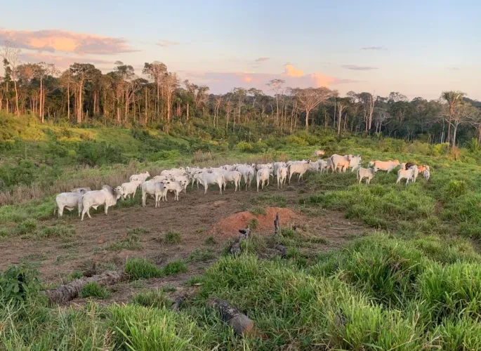 Colonia 50 hectare sena madureira