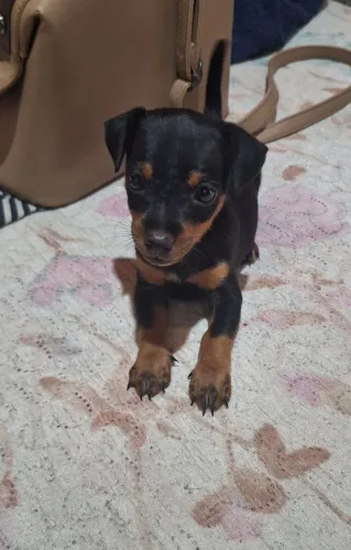 Filhote de cachorro pinscher