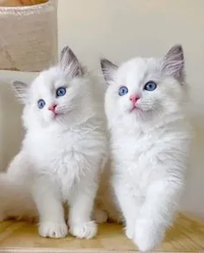 Ragdoll