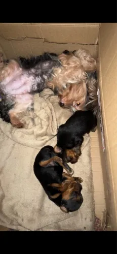 Vende se dois Filhotes de Yorkshire Terrier Macho