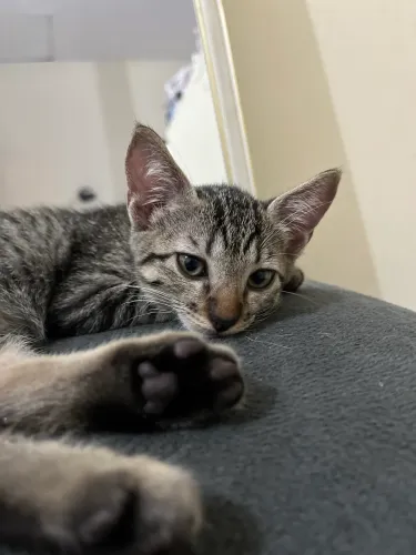Adote um gatinho