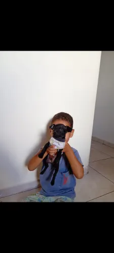 Pinscher macho