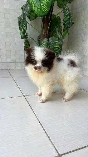Lulu da Pomerânia branco com chocolate ursinho 