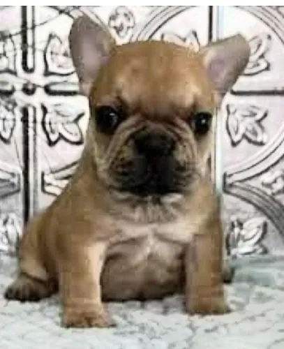 Bul Dog Francês Fêmea
