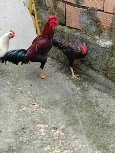 Galos e galinhas 