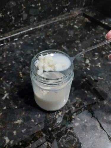 Mudas de Kefir de leite 