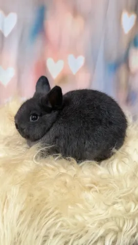 Coelho Netherland Dwarf Macho 3 meses