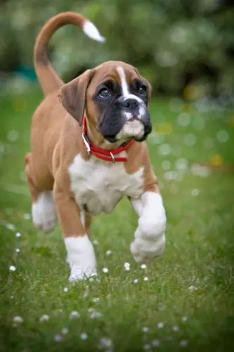 Boxer Amor que floresce em cada dia