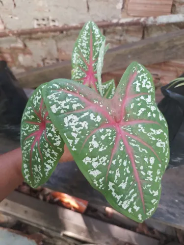 Caladium - Linda muda com folha vibrante