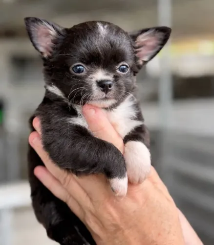 Chihuahua Pêlo Longo Macho - Belíssimo Filhote