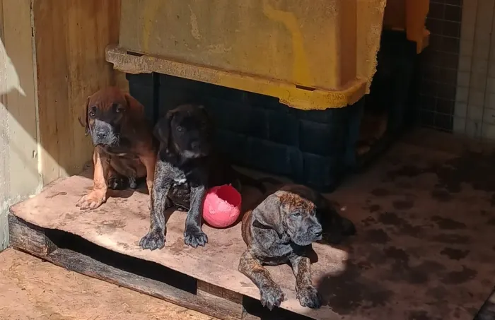 Fila brasileiro