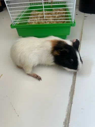 Doação Porquinho da índia