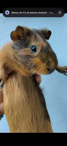 Porquinho da índia