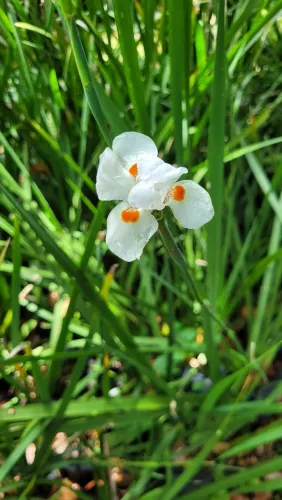 Mudas de Plantas, Folhagens, Plantas ornamentais, viveiro de Plantas,