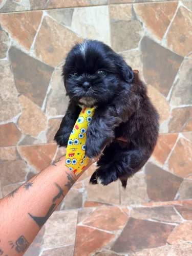 Shihtzu Macho Preto