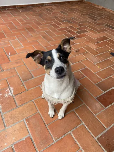 Adoção responsável de cachorro