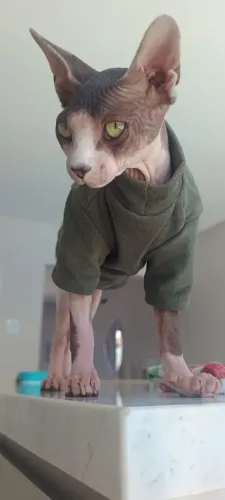 Gato Sphynx Macho - 1 ano e 6 meses | Castrado