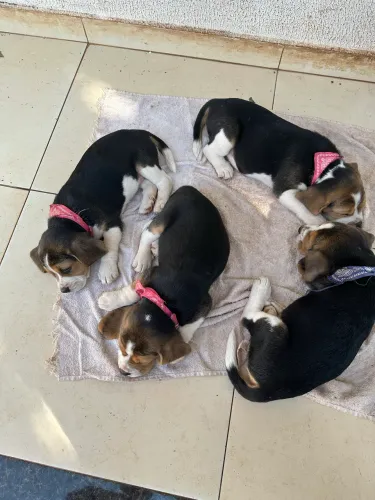Filhotes de beagle muito espertos