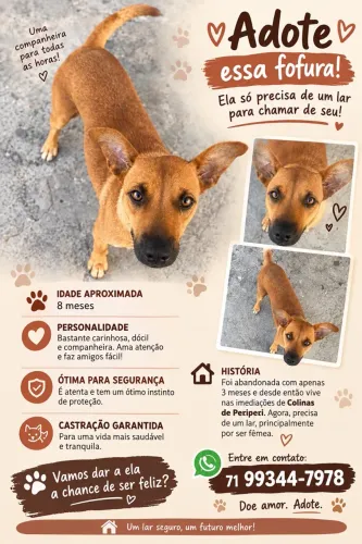 Cachorrinha para doação responsável