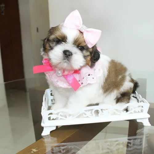 SHIHTZU com pedigree CBKC