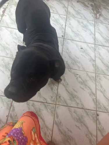 Um cachorro