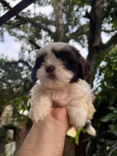 Shih-tzu c pedigree até 10 parcelas macho e fêmea entrega grátis toda Maceió