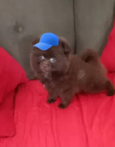 Lulu da pomerania