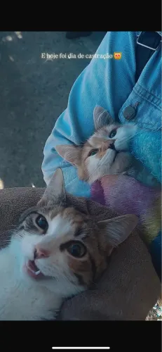 Adoção de Gatas