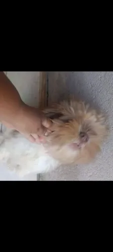 Vendo um shitzu de 6 meses macho