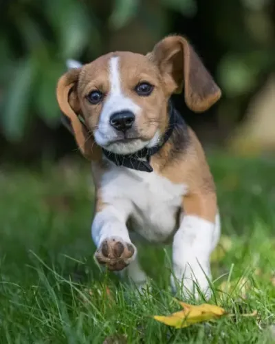 Filhote de Beagle O Pequeno Explorador Que Encanta Todos os Dias