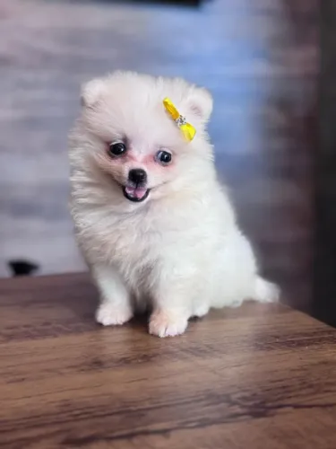 Lulu