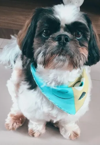 Doação de Cachorro Macho Lhasa Apso