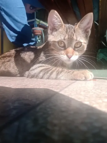 Gata para adoção 