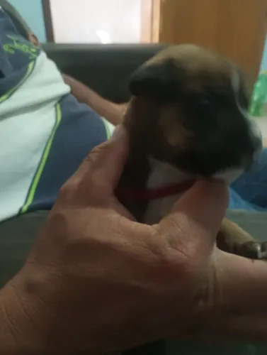 Doa se um filhote de pit Bull macho 