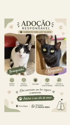 Gatinhos para adoção responsável