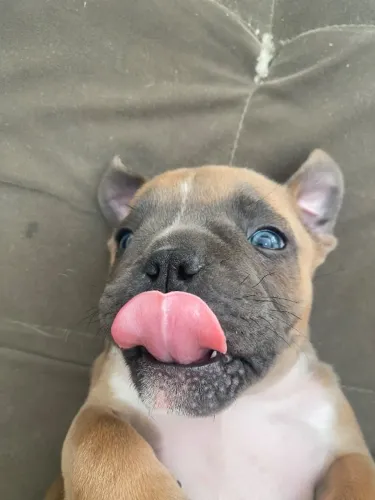 Fêmea de american bully